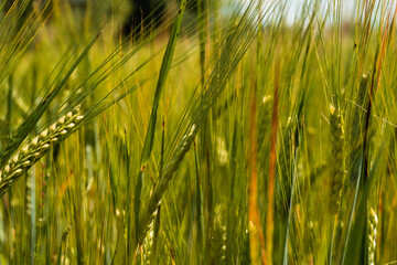 a field of rye, wheat and oats