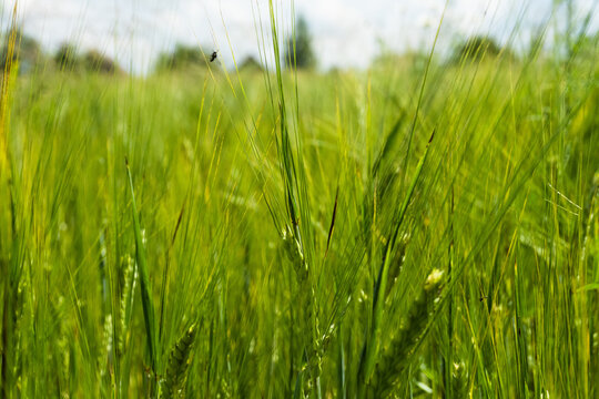 a field of rye, wheat and oats