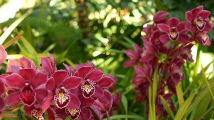 Orchid flower blossom in green leaves. Elegant colorful floral bloom. Exotic tropical jungle rainforest botanical atmosphere. Natural garden vivid greenery, paradise aesthetic. Decorative floriculture