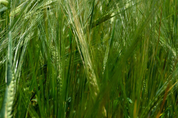 a field of rye, wheat and oats