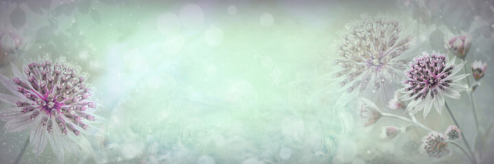 Fototapeta Kwiaty Astrantia, zielone tło abstrakcyjne obraz