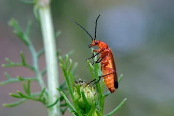Fotobehang Variabler Weichkäfer // soldier beetle (Cantharis livida) © bennytrapp
