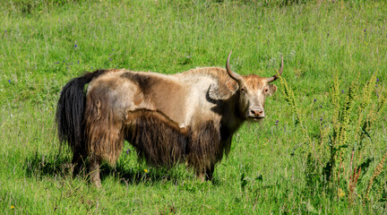 Naklejka na ściany i meble Tibet yak eating grass in grassland