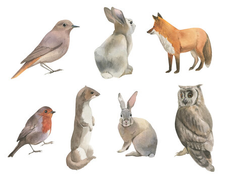 Hand drawn watercolor set with forest animals: birds, owl, hare, fox.