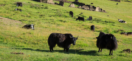 Group of tibet yak eating grass in grassland