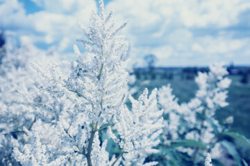 Meadowsweet plant (Filipendula ulmaria) on a summer field