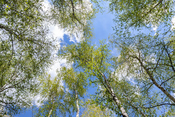 Bottom upward view of beautiful lush fresh green birch tree forest canopy treetop and bright colorful sun shining through. Blue clear wide sky background.Scenic nz forest natural landscape panorama