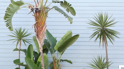 Strelitzia bird of paradise flower, California dreaming USA. Summertime aesthetic of Santa Monica...