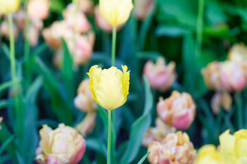 Fototapeta premium Bright flowers of tulips on a tulip field on a sunny morning
