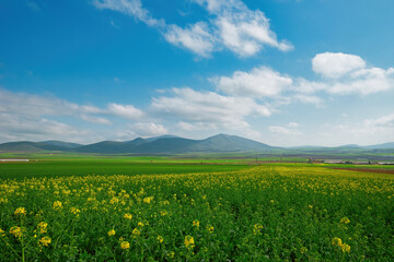 agricultural farmland, fields yellow flowering canola fields, Canola fields in the spring.  yellow flowers,  fields flowers spring time colour ,white clouds in blue 