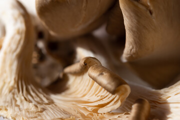 Mushrooms are a macro abstract food background. The gray texture of the edible mushrooms Pleurotus ostreatus. Eco-trend, vegetarian, healthy food. Low depth of field mushroom pattern. copy space