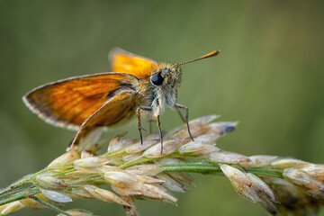 Large skipper sitting in a meadow on a blade of grass