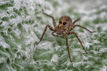 The spider crawls on a green leaf.