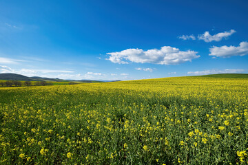 agricultural farmland, fields yellow flowering canola fields, Canola fields in the spring.  yellow flowers,  fields flowers spring time colour ,white clouds in blue 
