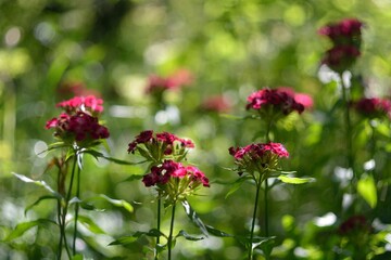 Forest flowers in the fields and in the forest.