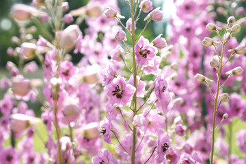 Pink delphinium in the summer garden