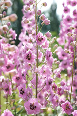 Pink delphinium in the summer garden
