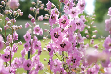 Pink delphinium in the summer garden