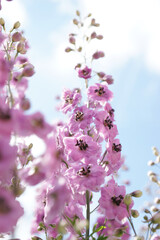 Pink delphinium in the summer garden