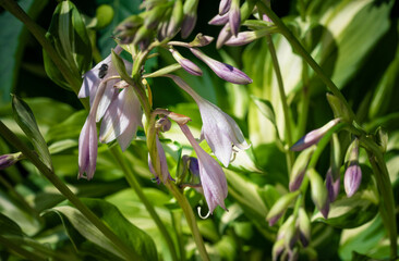 The soft purple flowers of a hosta with other hostas blurred in the background