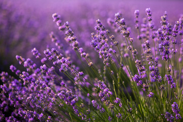 Beautiful lavender field at sunrise. Purple flower background. Blossom violet aromatic plants.
