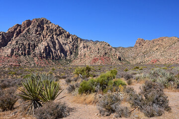 the  colorful, eroded rocks of red rock national conservation area and yucca plants on a sunny day  in the mojave desert, near las vegas, nevada