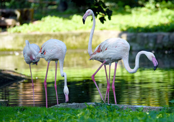 Pink flamingos on the lake in the Kaliningrad Zoo.