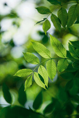 Fototapeta na wymiar green tree leaves in the nature in spring season, green background