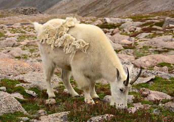 female mountain goat grazing  in the alpine tundra at the summit of mount evans in the rocky moutains of  colorado  