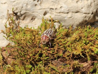 Polyphylla fullo beetle in the park in summer