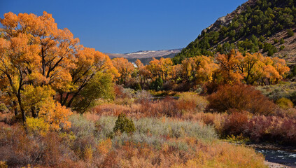 beautiful orange autumn color of  cottonwood trees next to the eagle river in the rocky mountains...