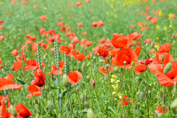 Fototapeta na wymiar Blurred image of a field with blooming poppies on a sunny day. Summer.