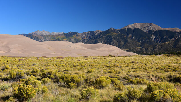 mountain peaks , sand dunes, and  rabbitbrush  wildflowers in great sand dunes national park, colorado, on a sunny fall day