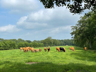 Herd of cattle around Lippenhuizen in Friesland