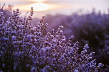 Beautiful lavender field at sunrise. Purple flower background. Blossom violet aromatic plants.