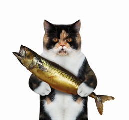 A colored cat holds a big smoked mackerel. White background. Isolated.