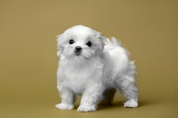 Little white puppies maltese in the studio