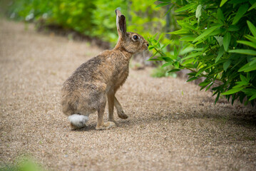 Hase im Garten