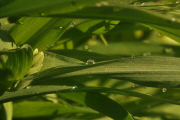 water drops on a leaf