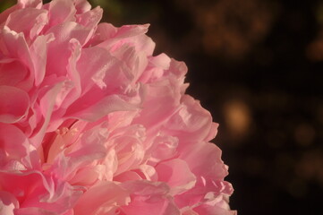 close up of pink peony