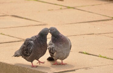Obraz premium pigeons Kiss in the city