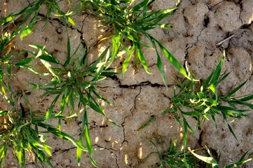 green moss on the ground