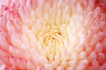 Chrysanthemum flower macro shot.