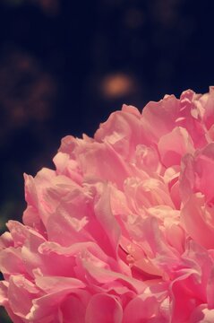 pink peone