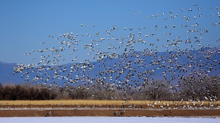 a flock of hundreds of snow geese taking flight against a mountain backdrop on a sunny day in their...
