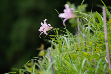 ひっそりと咲くササユリ