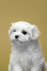 Little white puppies maltese in the studio