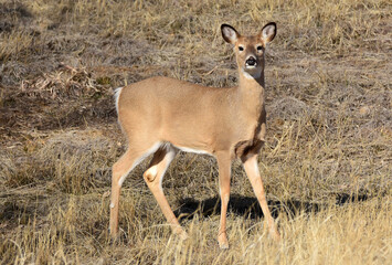 mule deer doe in winter, standing in the grasslands of rocky mountain national wildlife refuge in commerce city, near denver, colorado