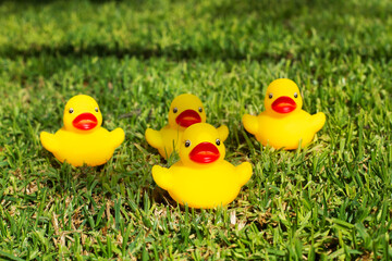 Patos de goma amarillos sobre el césped al aire libre. Vista de frente y vista de cerca.