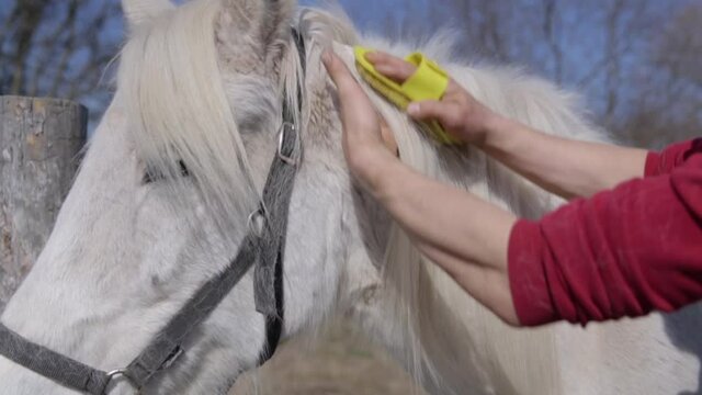 A man is combing a white horse's mane.